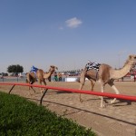 camels running