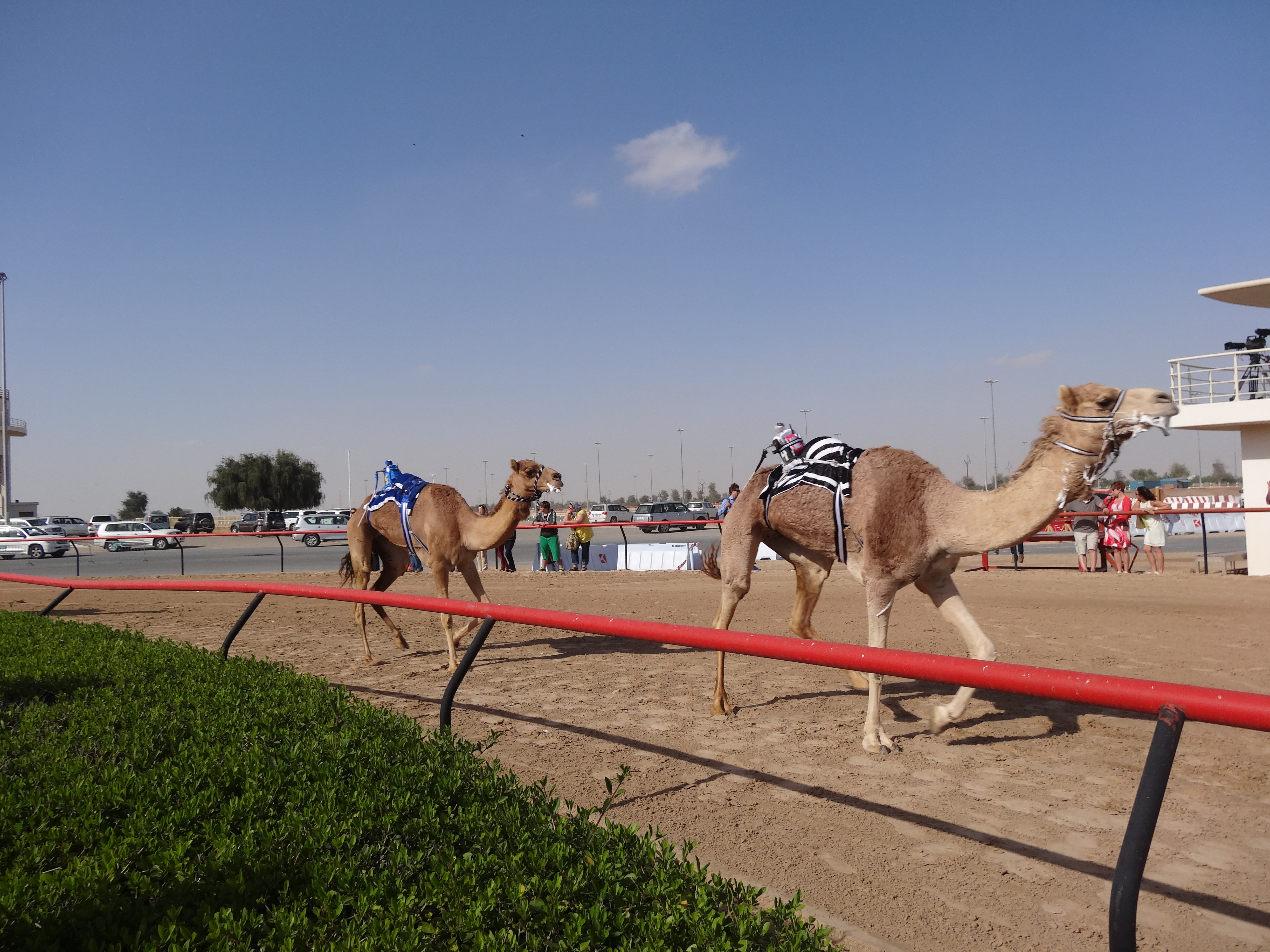 camels running